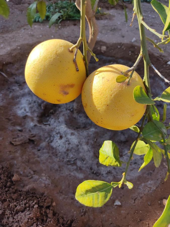 Petit Paradis Leilighet Sidi Bibi Eksteriør bilde